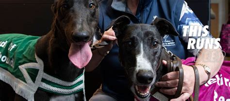igb ie results|kingdom greyhound track results tonight.